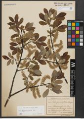 Foto von Salix appendiculata Vill.